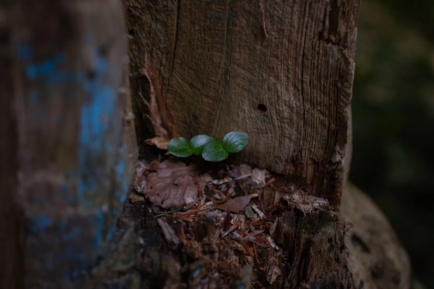 Nature