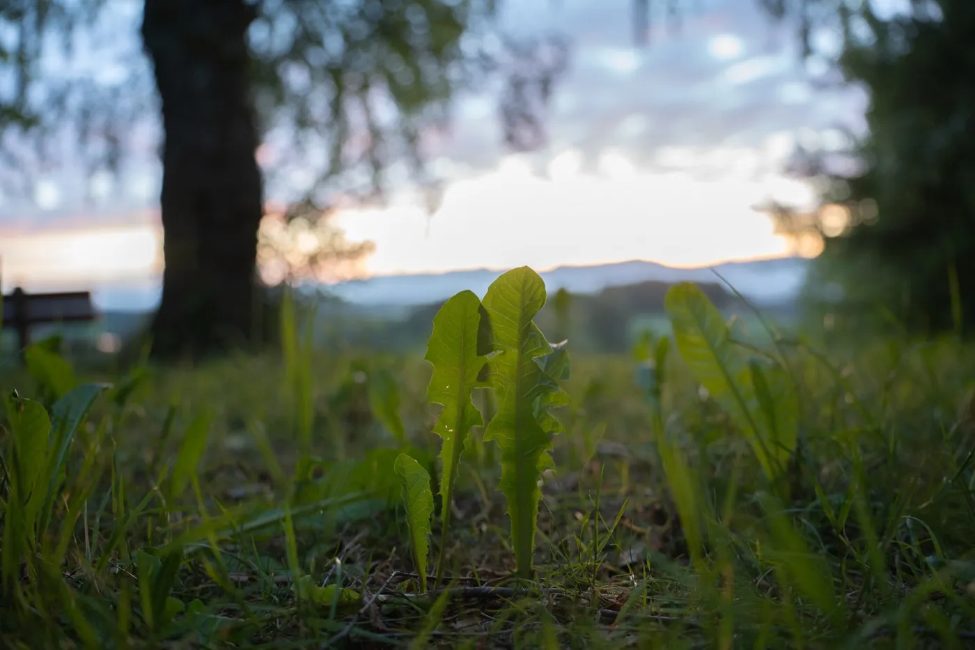 Nature