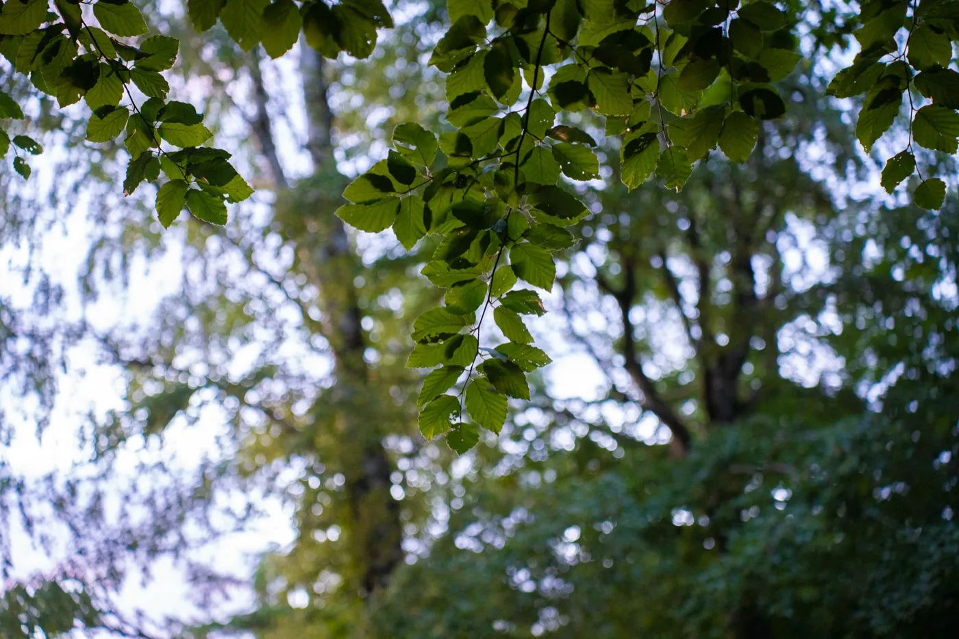 Nature